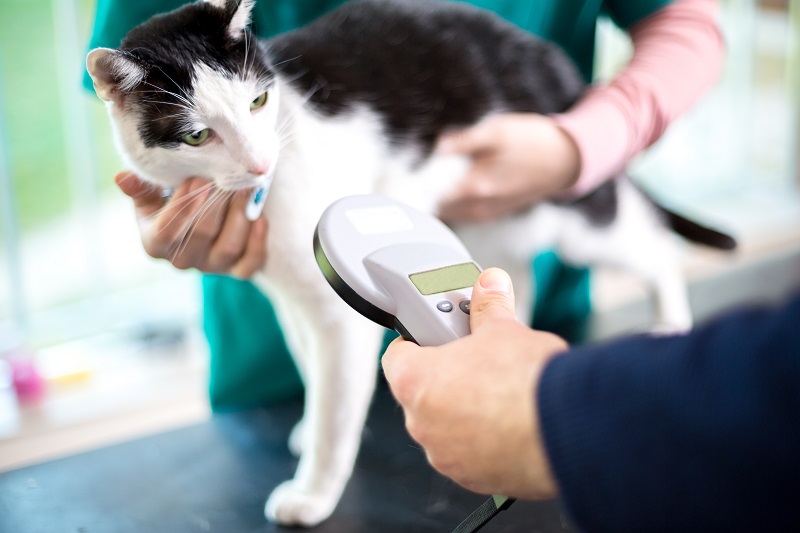 Microchipping Proudly Serving The Tri-Valley Area